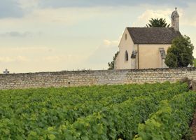 Chablis Vineyard