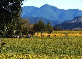 New Zealand Vineyard