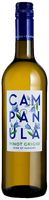 Campanula Pinot Grigio